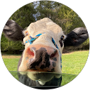 Lindsey profile picture